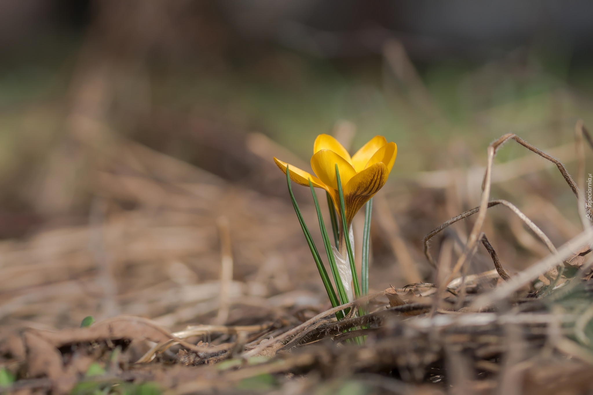 Żółty, Krokus, Rozmyte tło