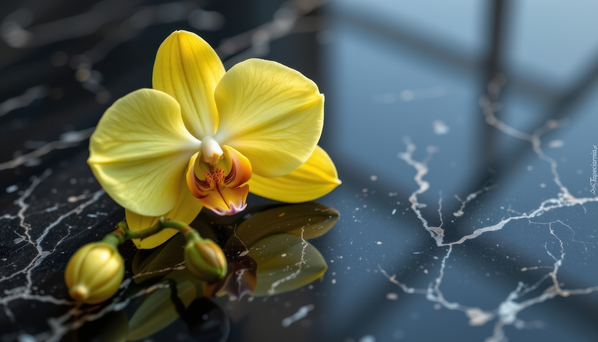 Storczyk, Żółty, Pąk