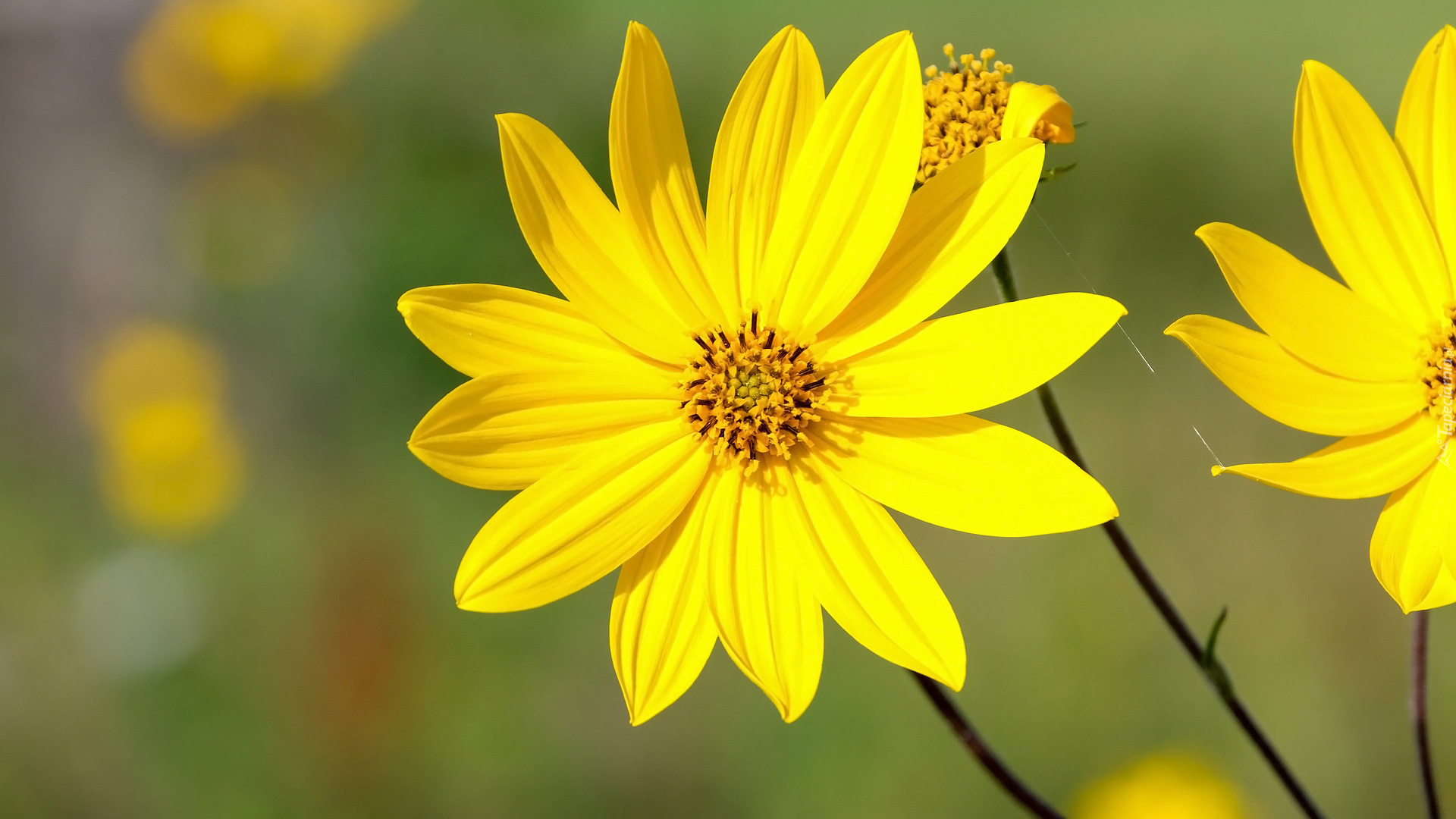 Kwiat, Zbliżenie, Żółty