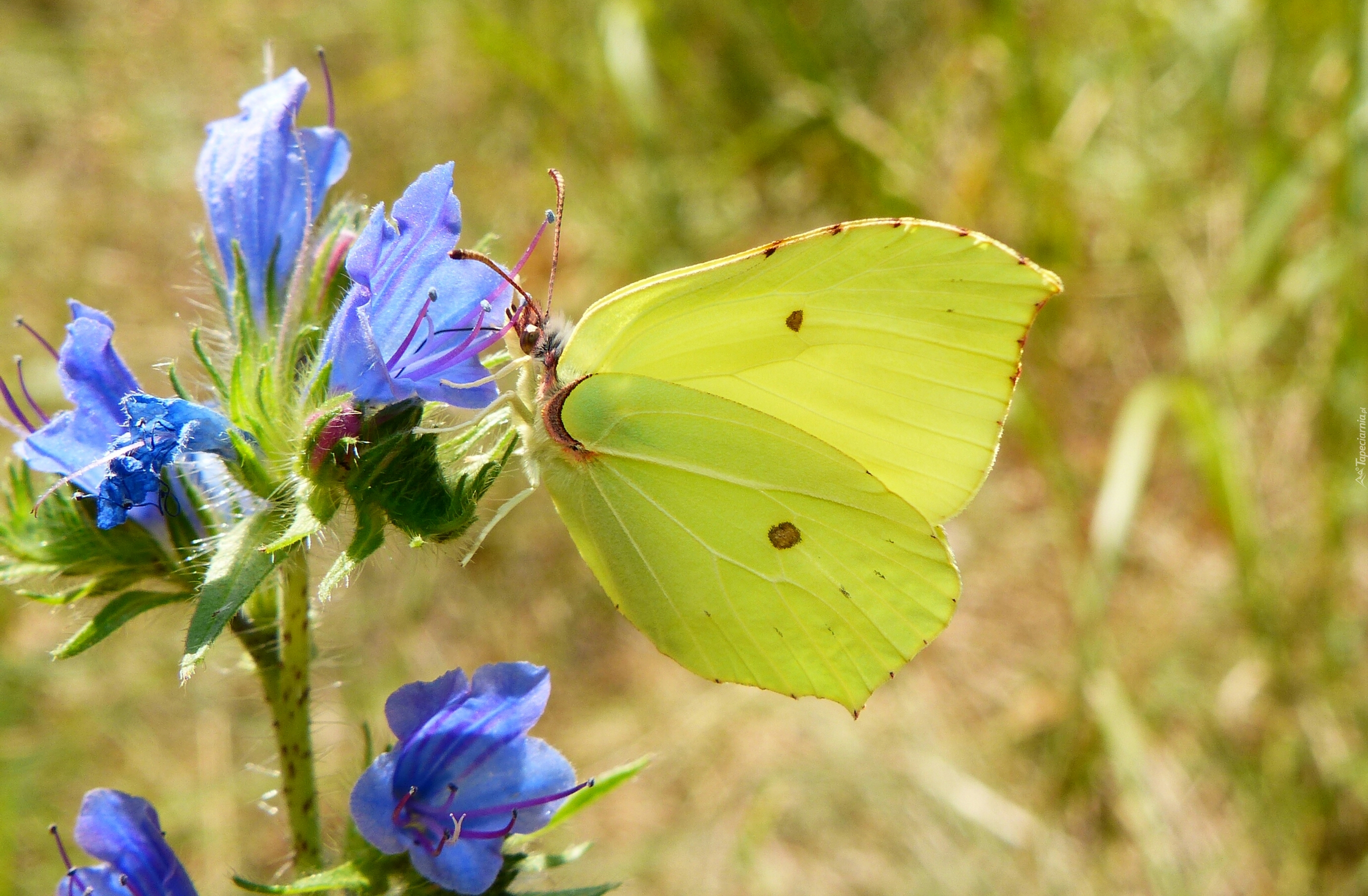 Motyl, Bielinek, Listkowiec cytrynek, Kwiaty, Niebieskie