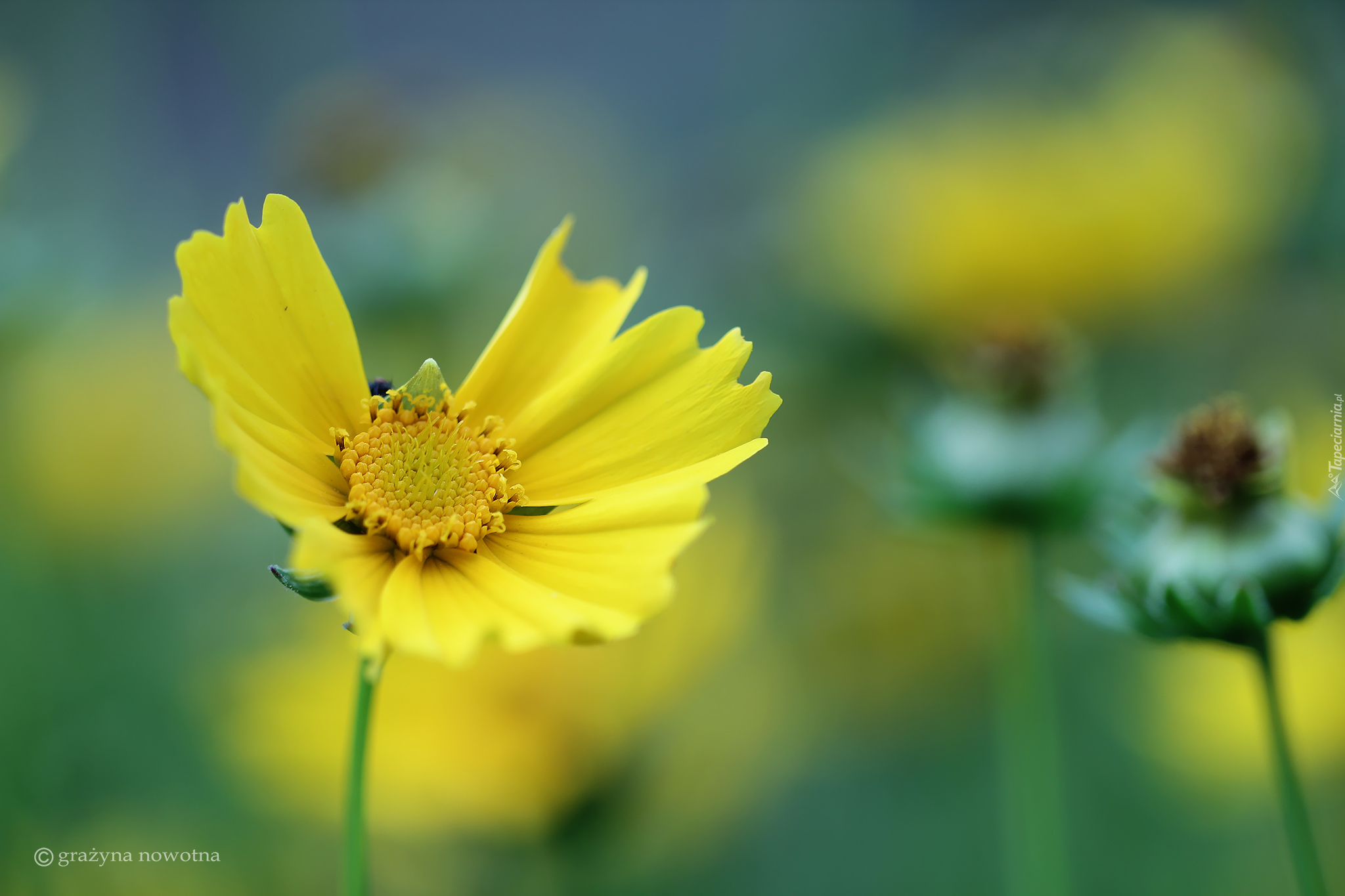 Nachyłek wielkokwiatowy, Żółty, Kwiat