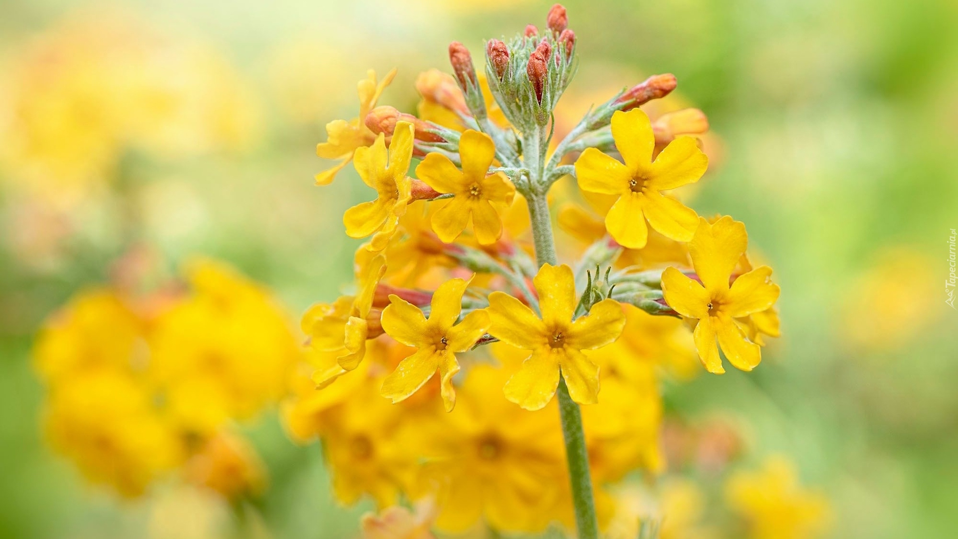 Kwiat, Żółty, Pierwiosnek, Prymula, Primula beesiana, Rozmyte tło