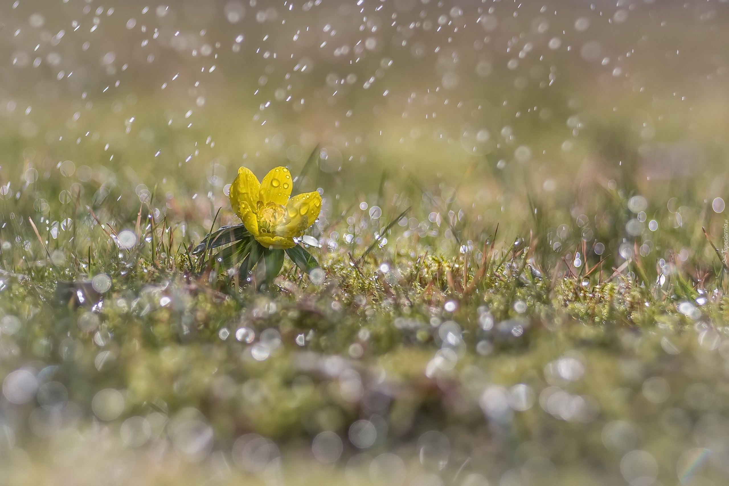 Żółty, Kwiatek, Rannik, Deszcz, Światło, Bokeh