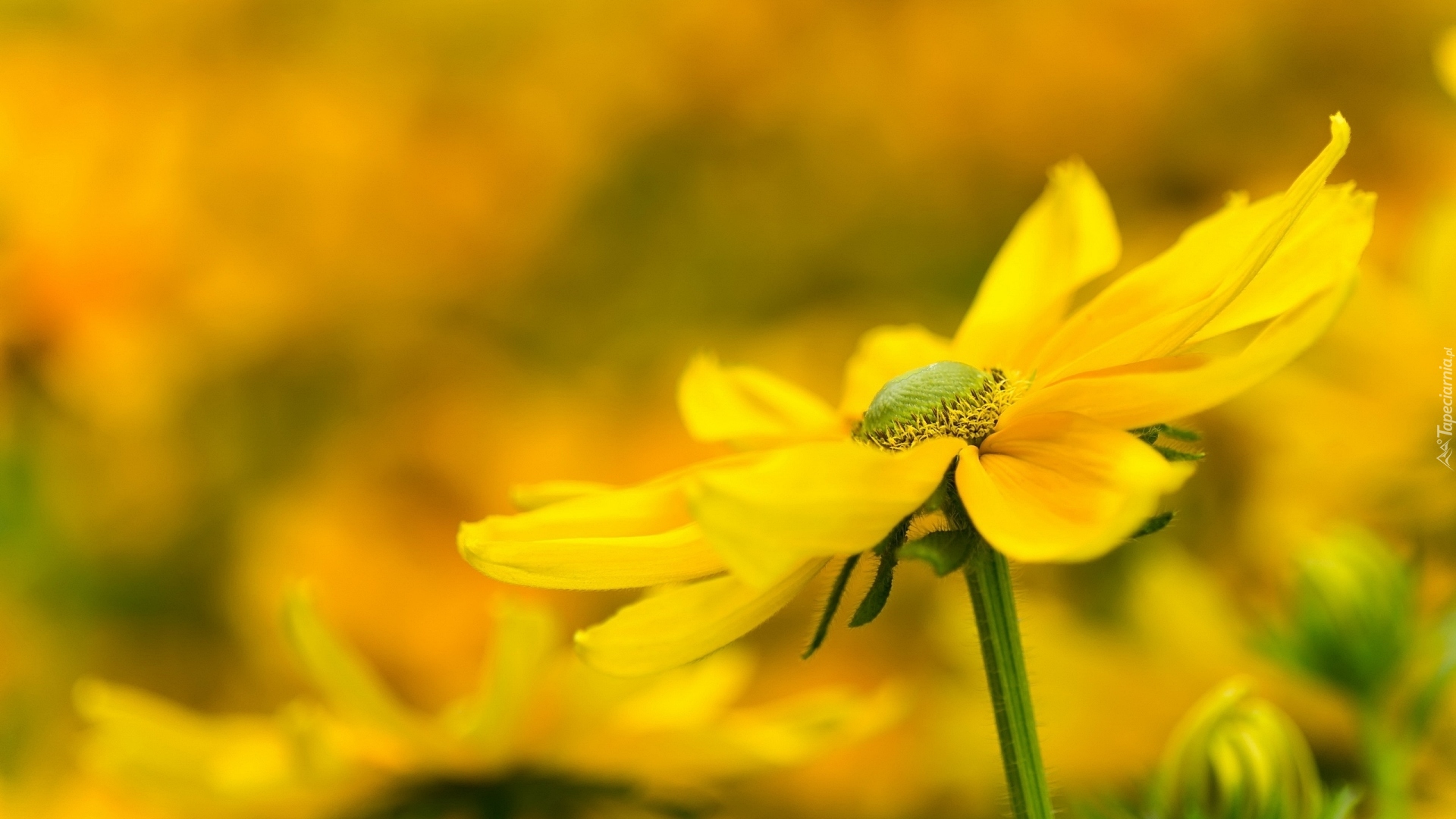 Żółty, Kwiat, Rudbekia, Rozmyte tło