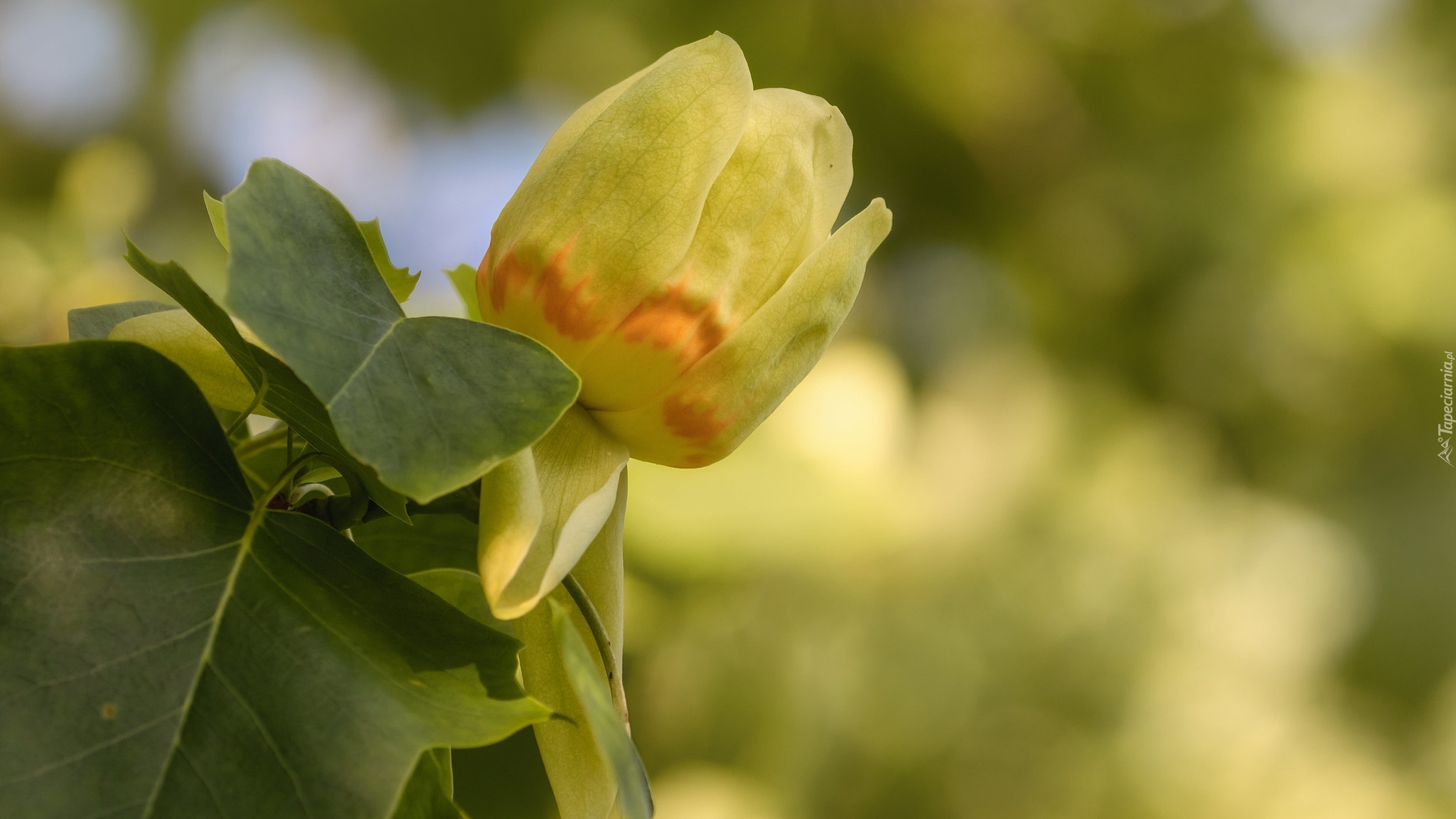 Tulipanowiec amerykański, Żółty, Liście, Zbliżenie