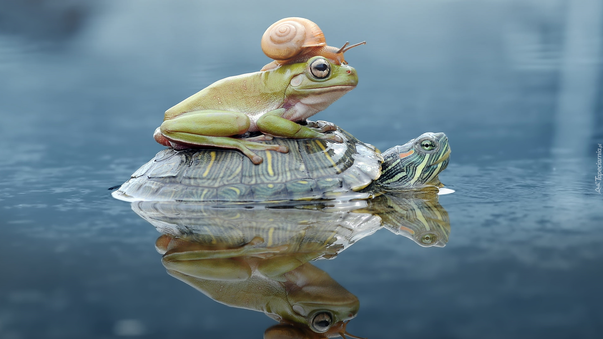 Żółw, Żaba, Ślimak