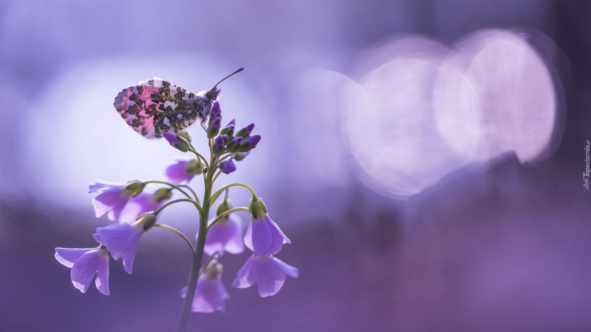 Fioletowe, Kwiatki, Rzeżucha łąkowa, Cardamine, Motyl, Zorzynek rzeżuchowiec