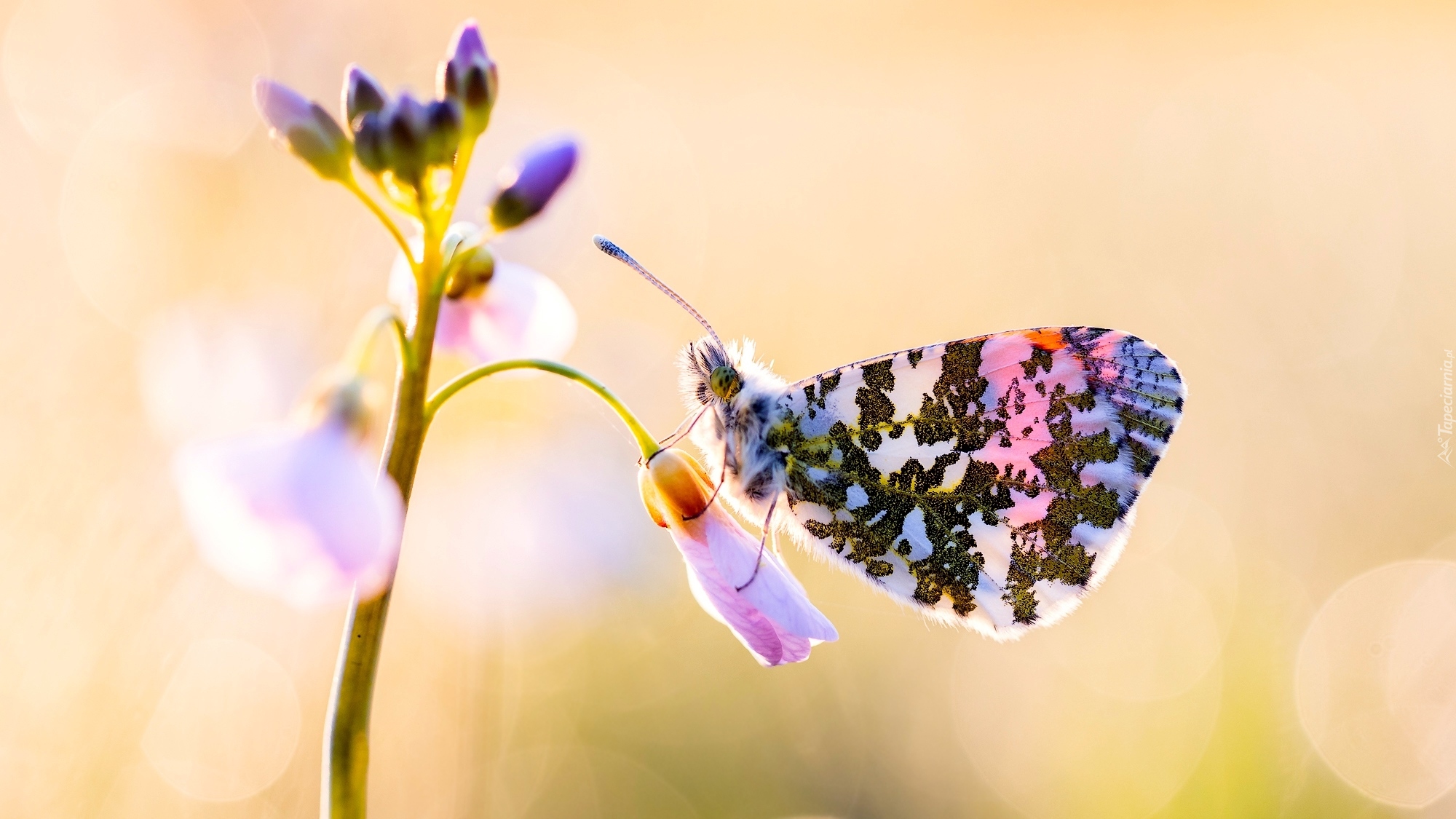 Kwiat, Motyl, Zorzynek rzeżuchowiec, Rozmycie, Makro