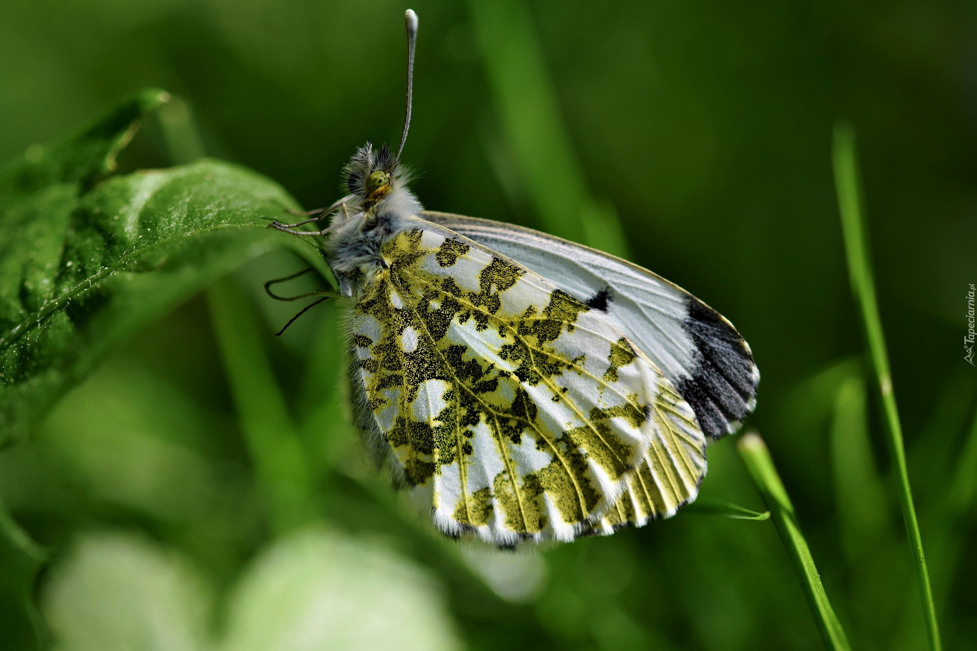 Motyl, Zorzynek rzeżuchowiec