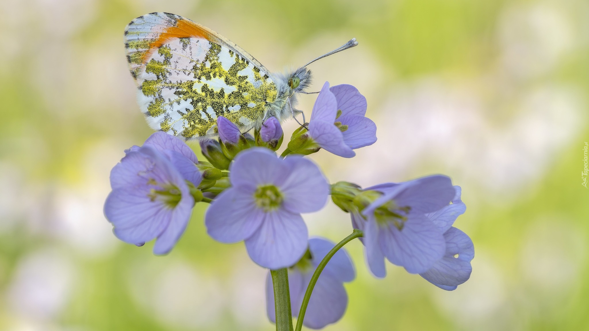 Kwiat, Motyl, Zorzynek rzeżuchowiec, Zbliżenie