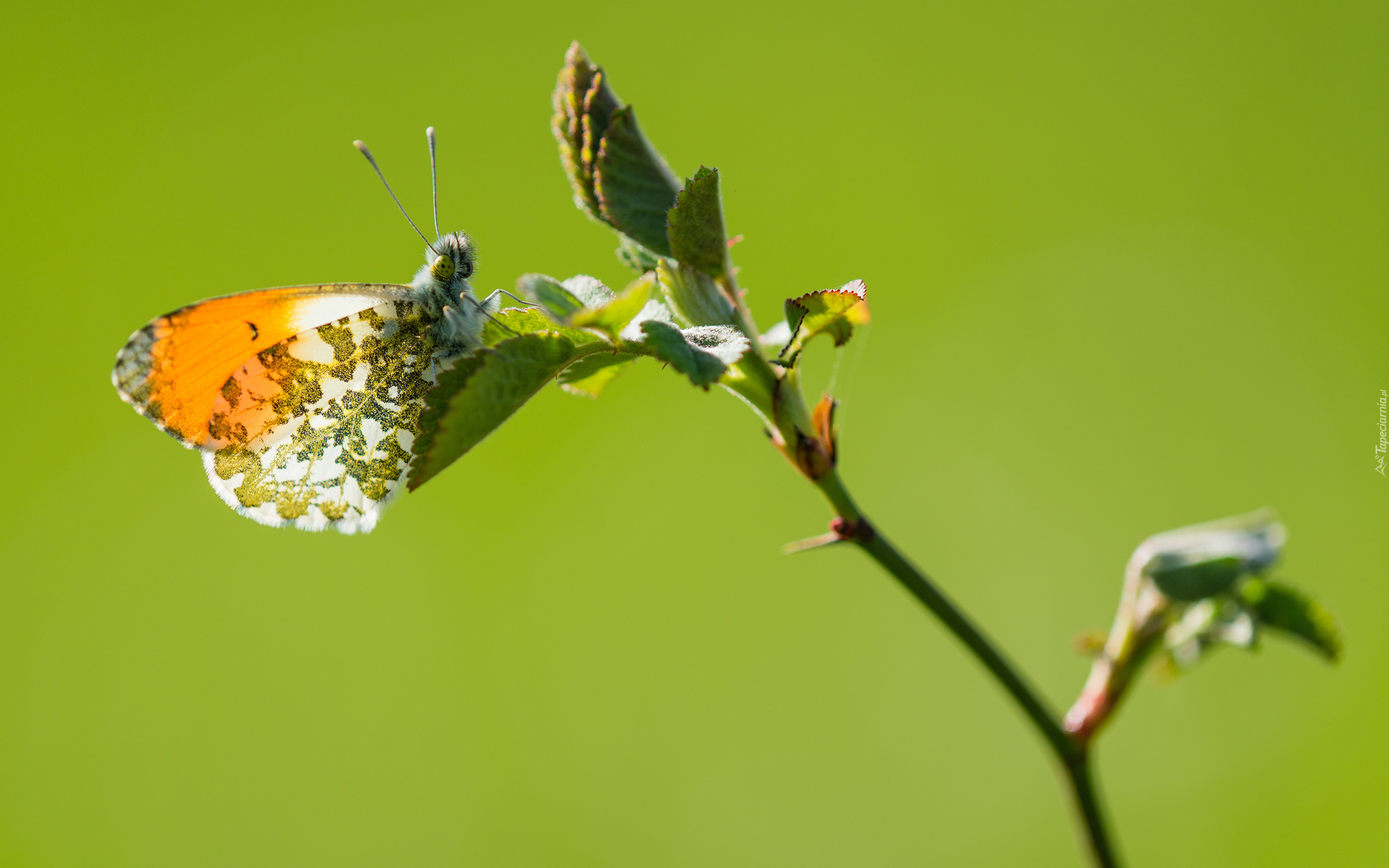 Motyl, Zorzynek rzeżuchowiec, Gałązka, Zbliżenie