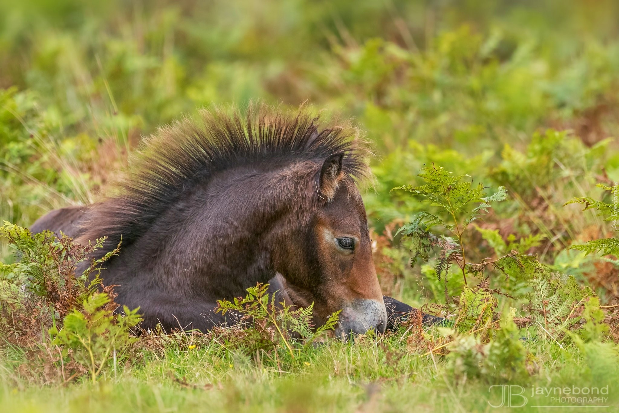 Konik, Źrebię, Kuc Exmoor, Grzywa, Łąka