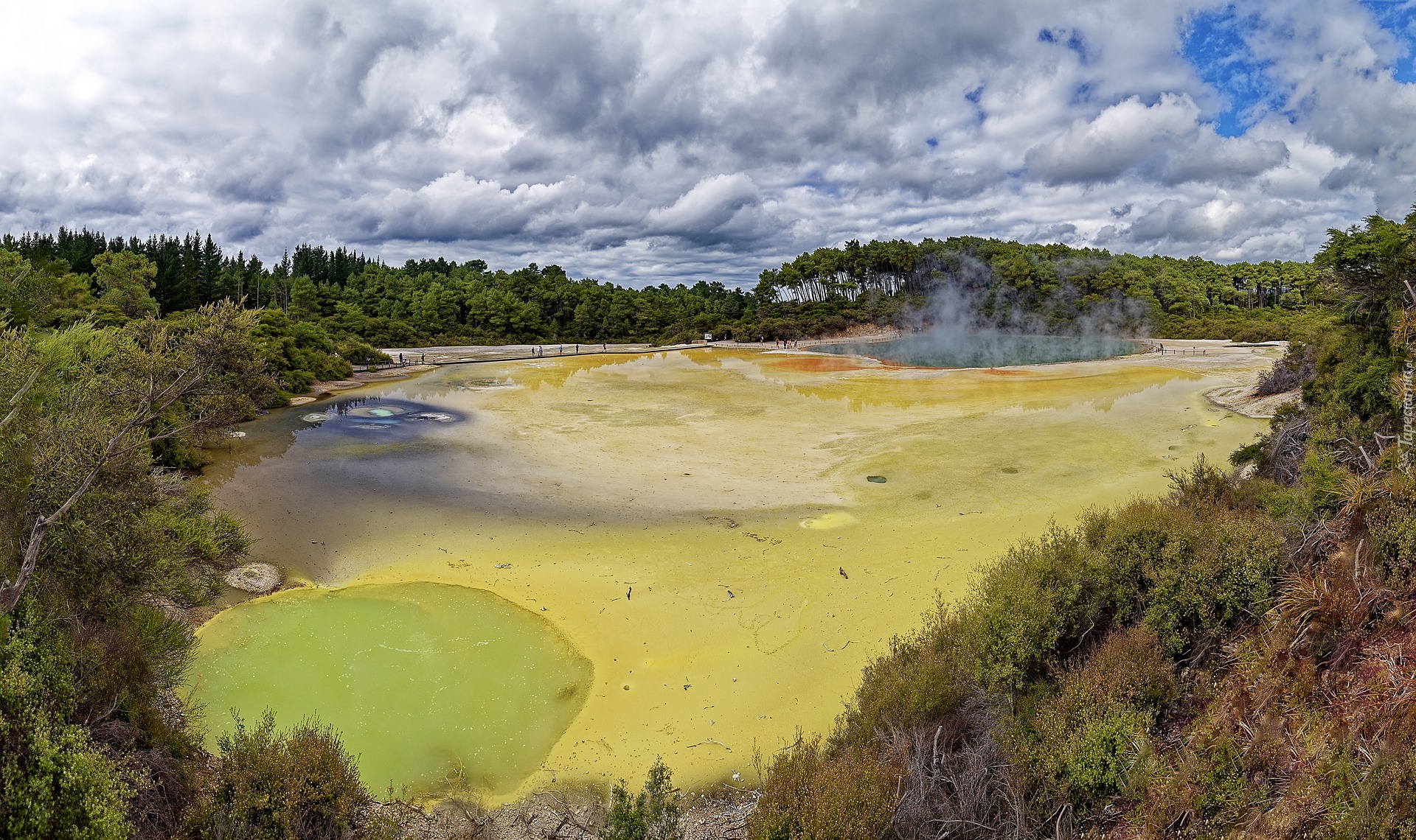 Nowa Zelandia, Wai-O-Tapu, Źródła termalne, Gejzer, Drzewa