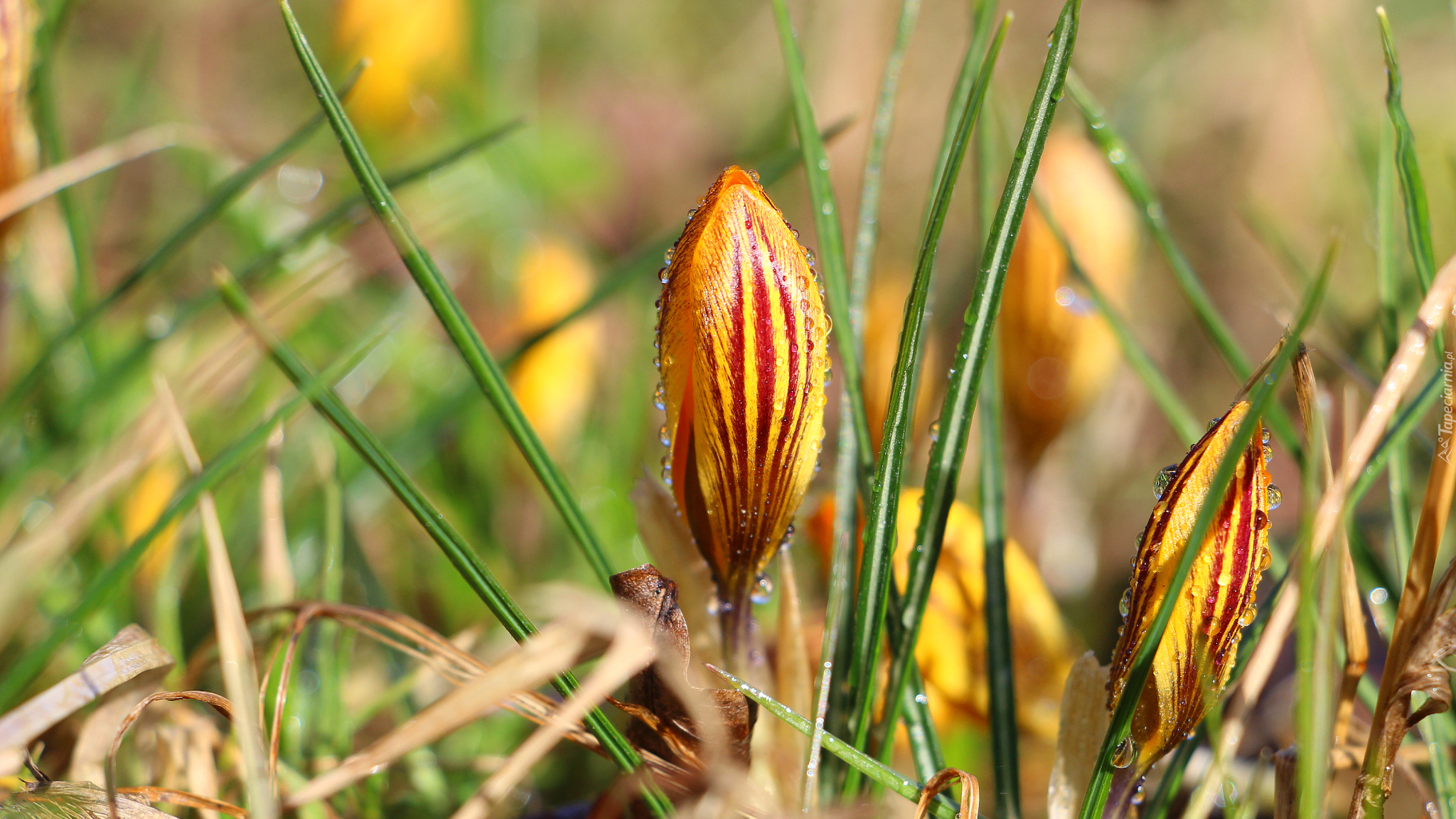 Krokus, Pąk, Krople