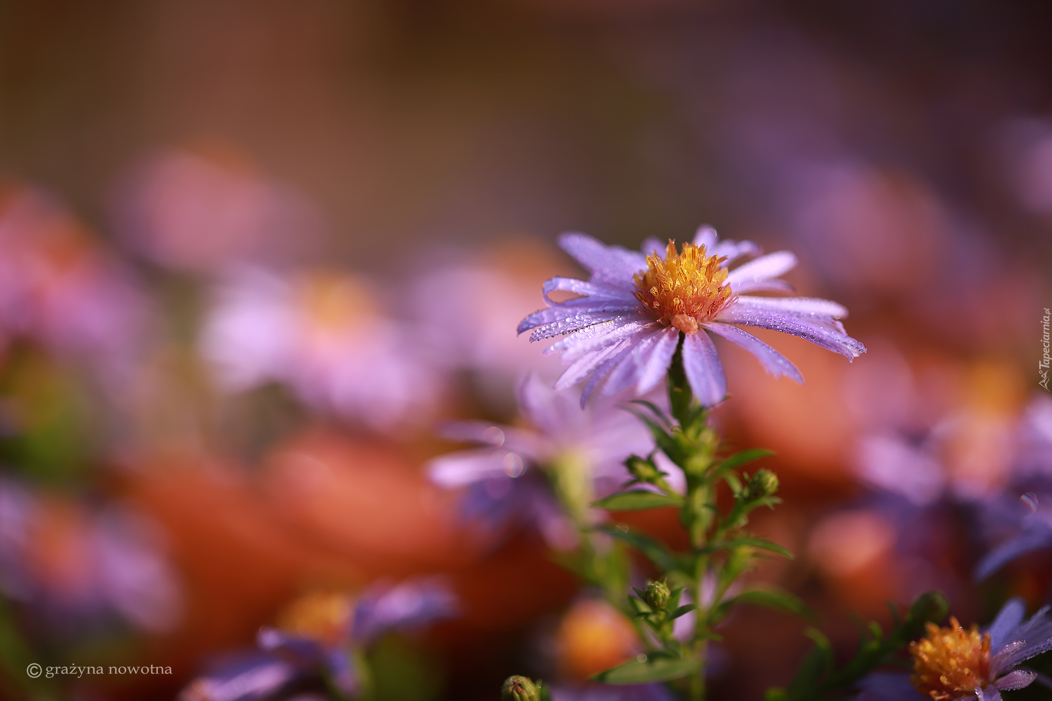 Zroszony, Aster, Fioletowy, Kwiat