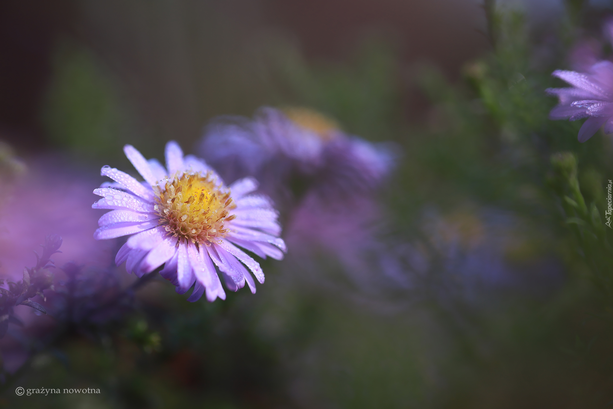 Zroszony, Aster, Liliowy, Kwiat