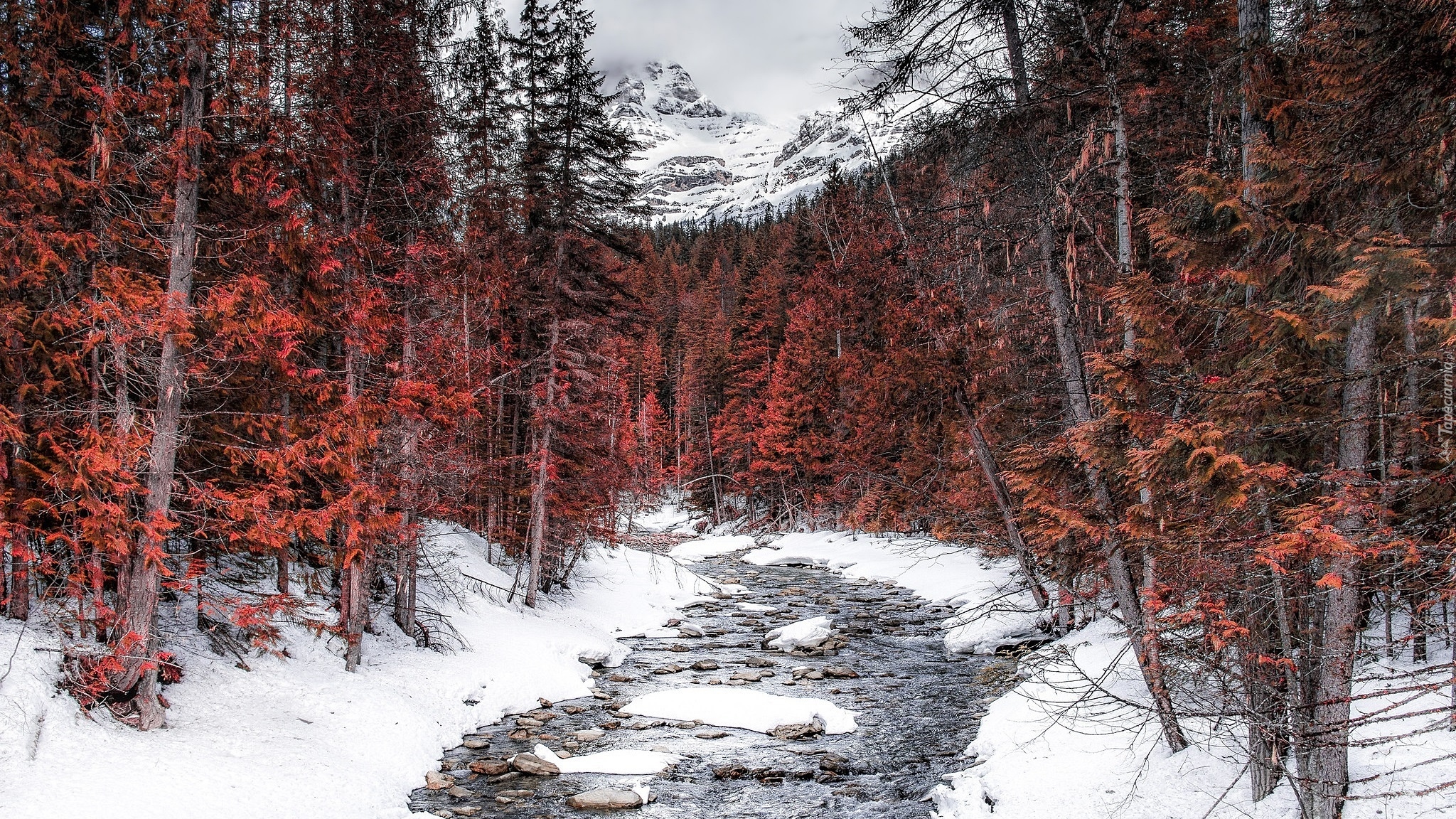 Zima, Las, Brązowe, Drzewa, Góry, Canadian Rockies, Rzeka, Robson River, Śnieg, Kolumbia Brytyjska, Kanada