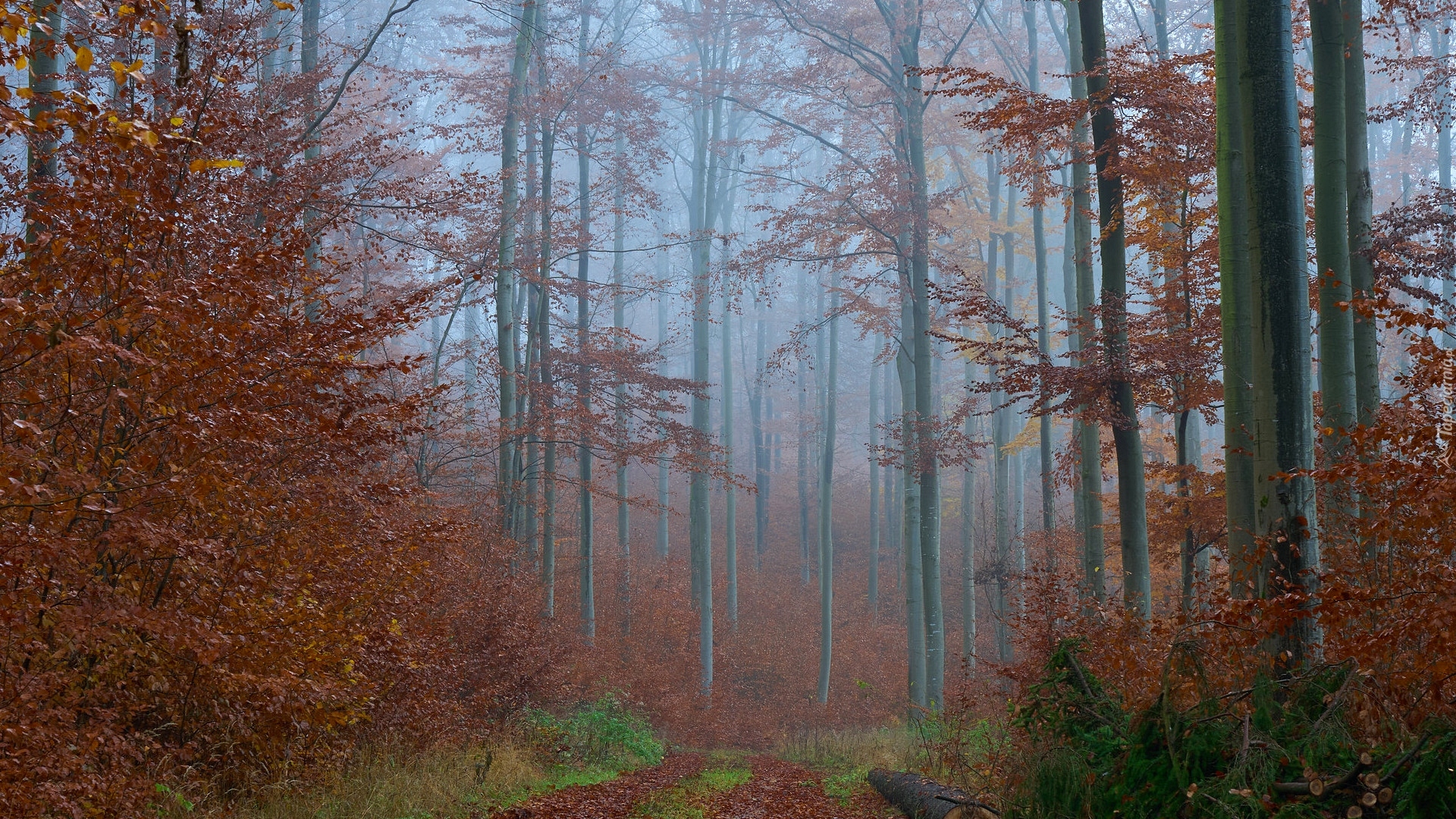 Jesień, Las, Mgła, Drzewa, Zrudziałe, Liście
