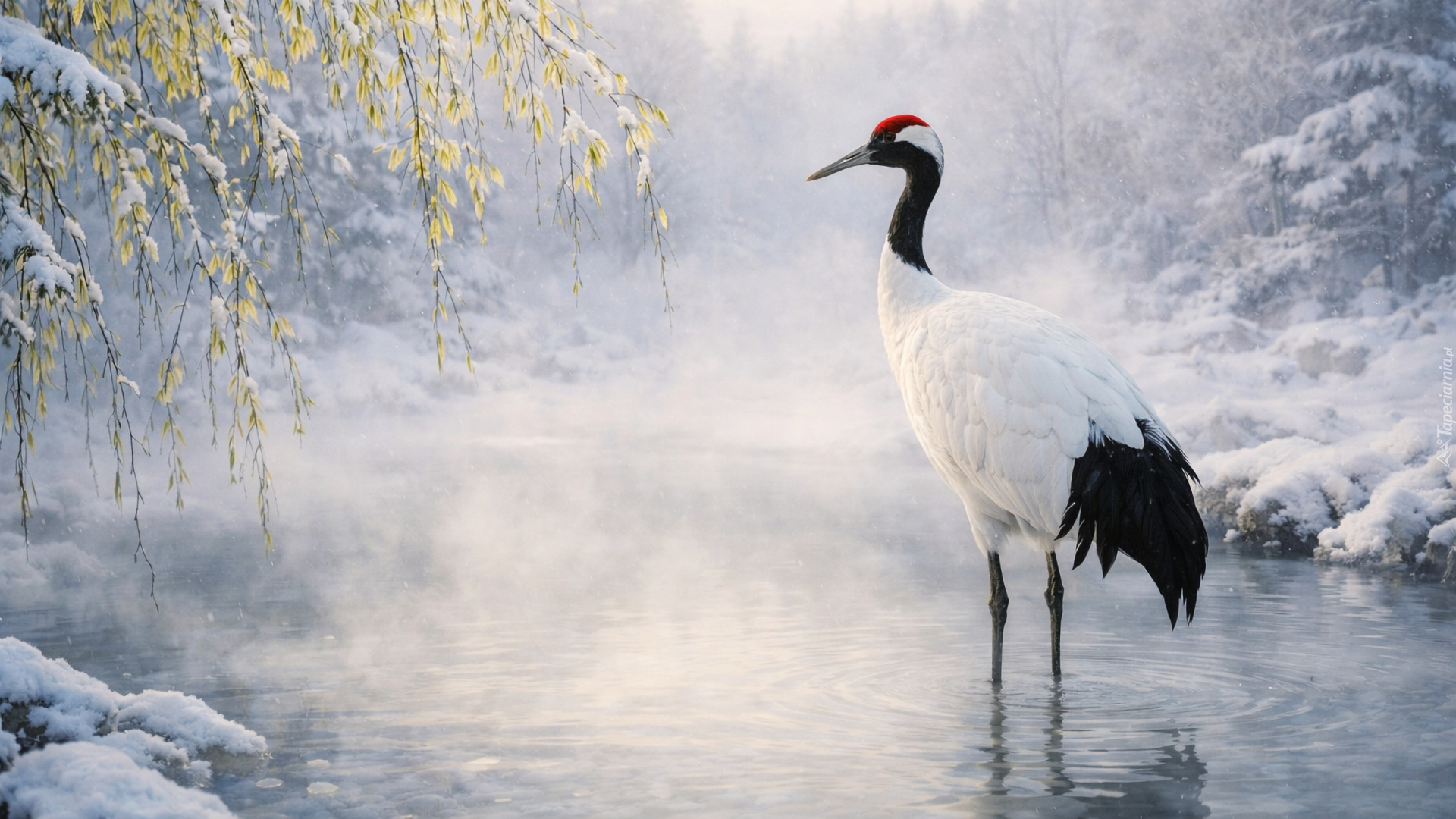 Żuraw mandżurski, Woda, Gałęzie, Zima, Roślinność