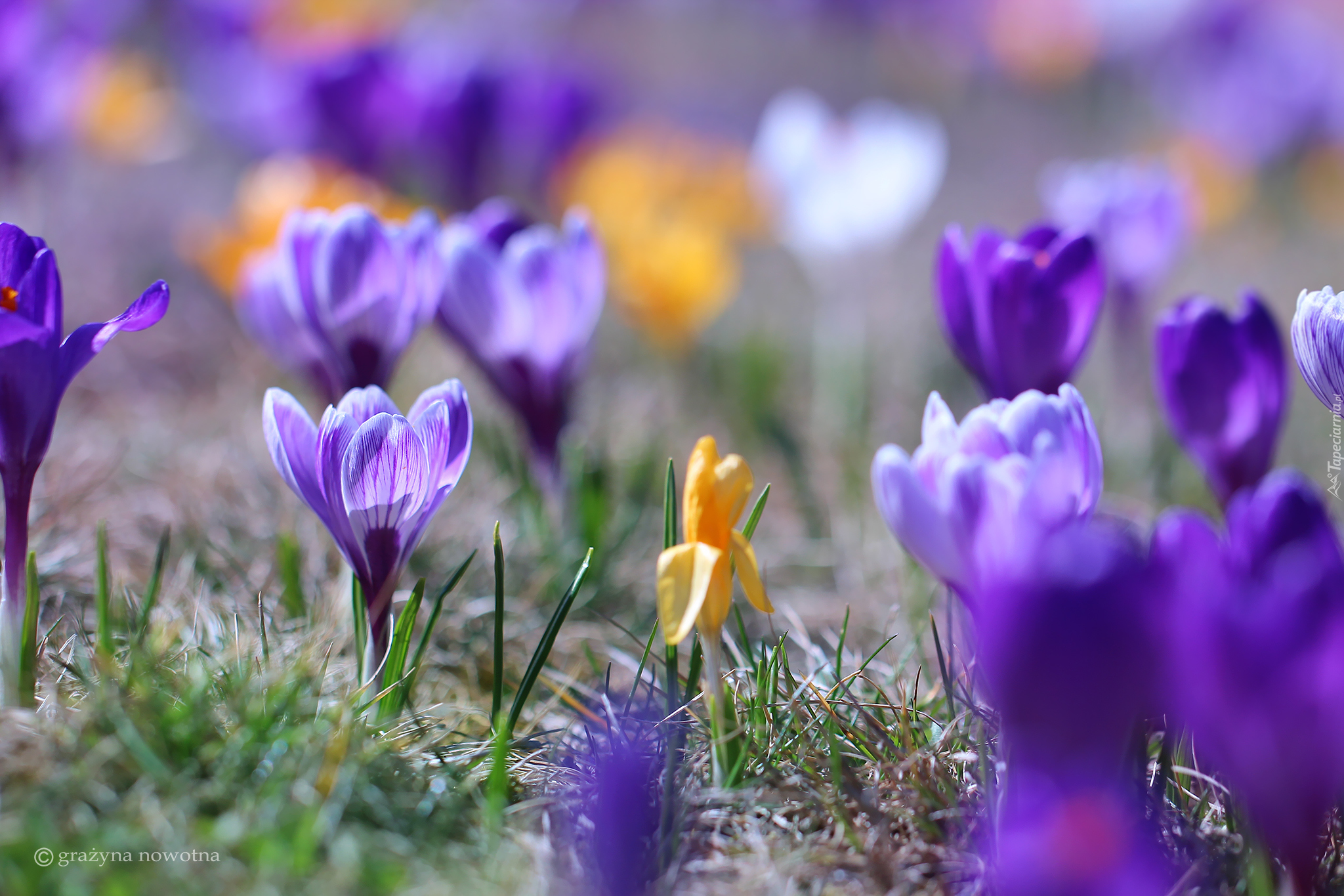 Liliowe, Krokusy, Żółty, Krokus