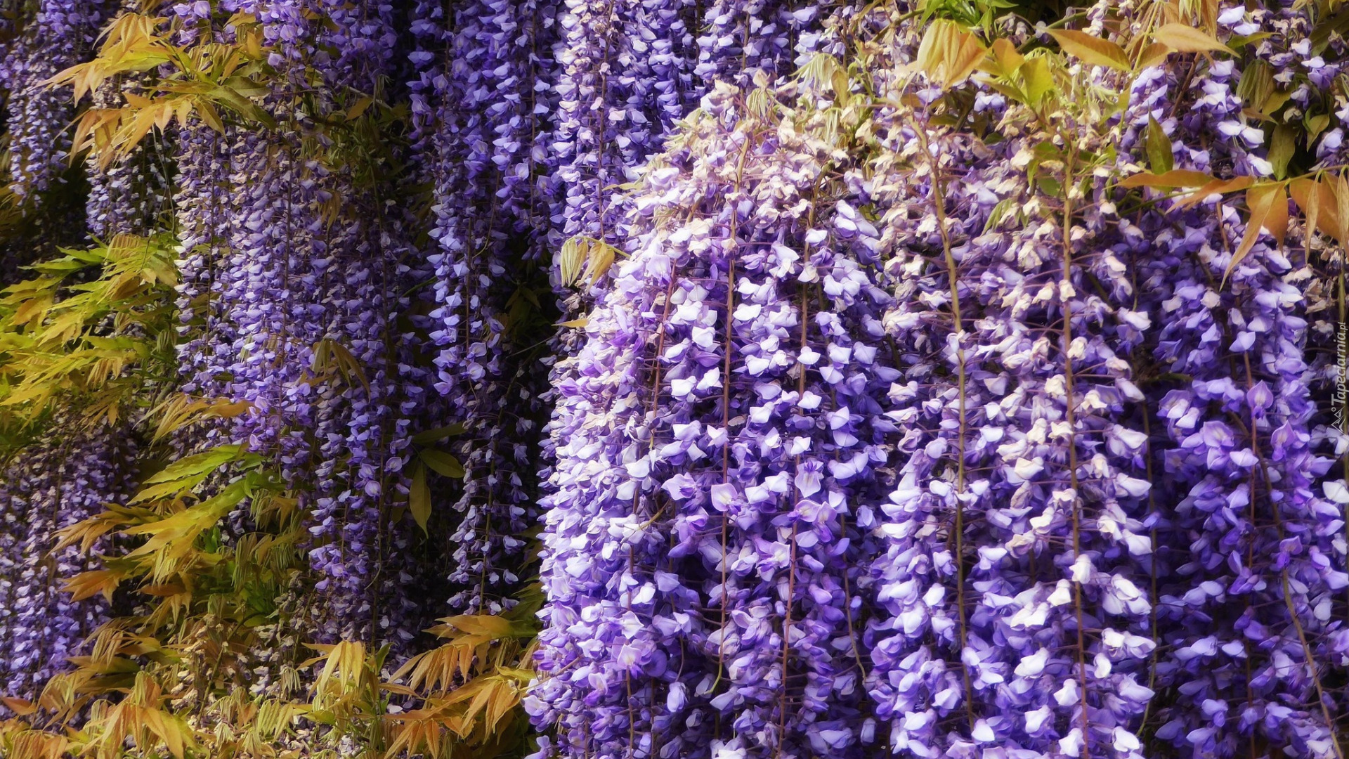 Kwiaty, Fioletowe, Wisteria, Glicynia