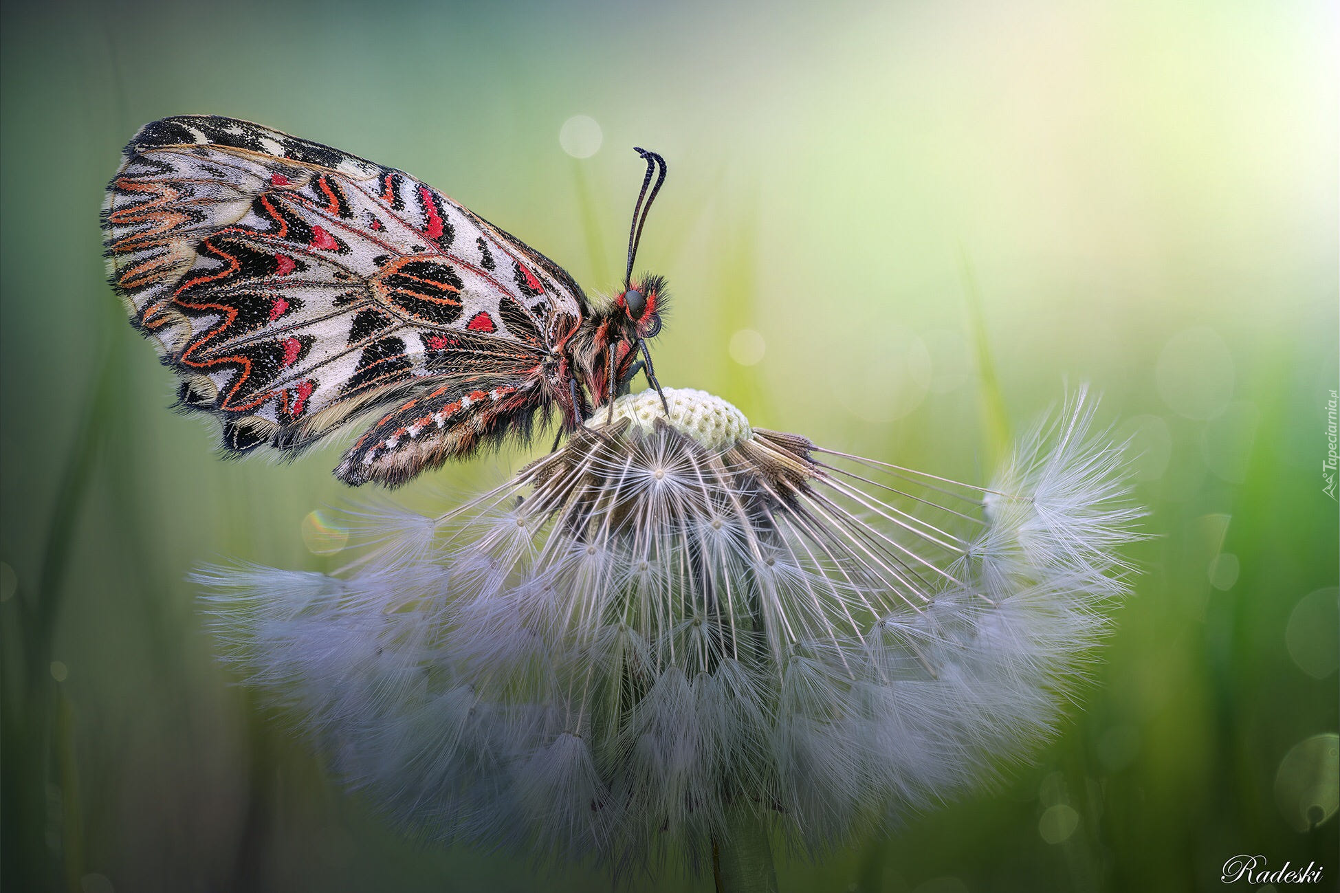 Motyl, Zygzakowiec kokornakowiec, Dmuchawiec, Makro