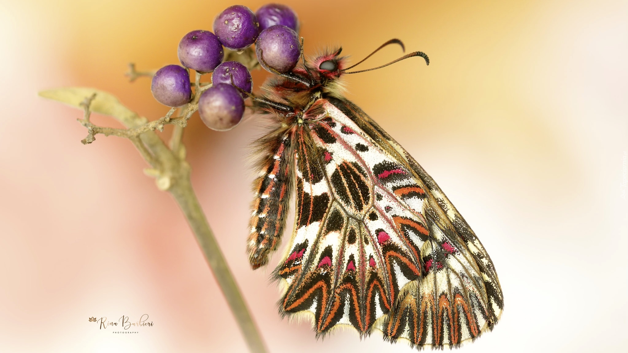 Motyl, Zygzakowiec rubinowy, Roślina, Makro