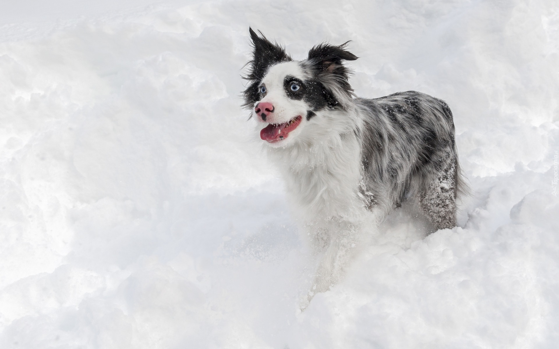 Border collie, Śnieg