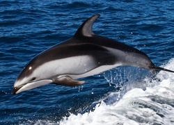 Delfin, Woda, Skok