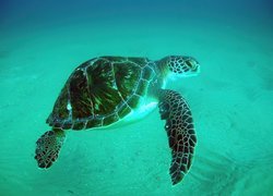 Żółw, Wodny, Indonezja