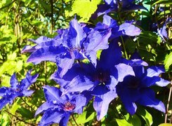 Clematis, Niebieski