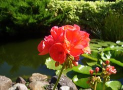 Pelargonia, Czerwona, Sadzawka