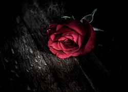 Czerwona, Róża, Pajęczyna