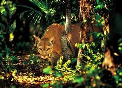 Puma, Dżungla