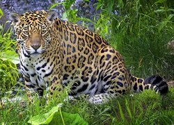 Jaguar, Trawa