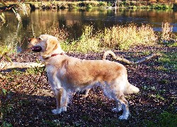 Rzeka, Golden Retriever