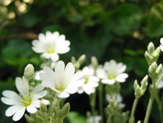 Białe, Polne, Kwiatuszki