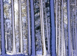 Las, Drzewa, Zima