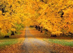 Jesień, Drzewa, Liście, Droga