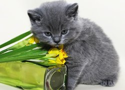 Kot, Rosyjski, Niebieski, Kwiaty