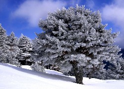 Drzewo, Stok, Zima, Góry