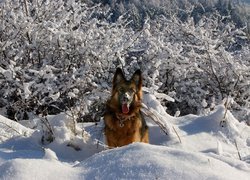 Owczarek, Zima, Śnieg