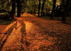 Park, Liście, Cień