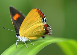 Zielony, Liść, Żółty, Motyl