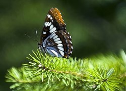 Zielona, Gałązka, Piękny, Motyl