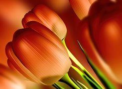 Tulipany, Łodyga, Kwiat
