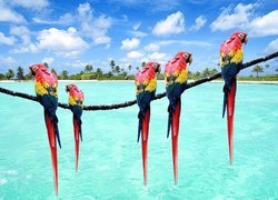 Papugi, Woda