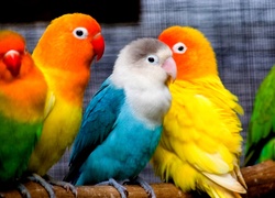 Kolorowe, Papużki, Nierozłączki