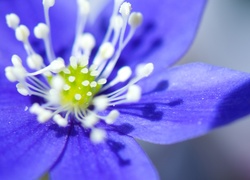 Niebieski, Kwiat, Pręciki