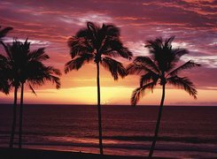 Palmy, Zachód Słońca, Morze